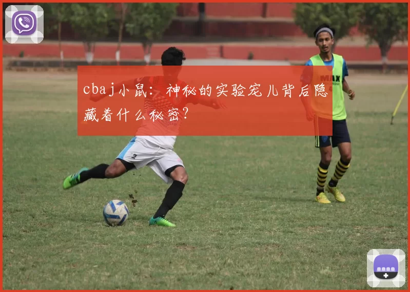 cbaj小鼠：神秘的实验宠儿背后隐藏着什么秘密？